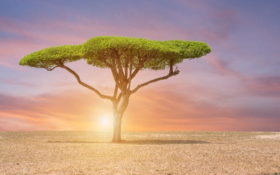 Beautiful landscape tree in the lawn at sunset sunrise