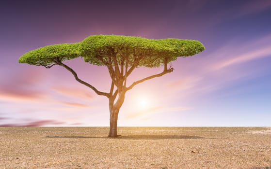 Beautiful landscape tree in the lawn at sunset sunrise