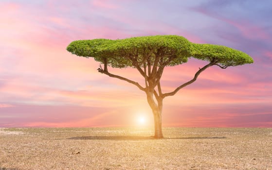 Beautiful landscape tree in the lawn at sunset sunrise