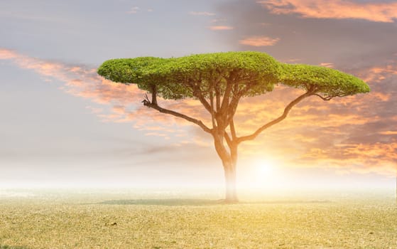 Beautiful landscape tree in the lawn at sunset sunrise