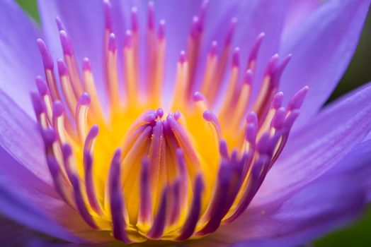 image of water lily or a lotus flower on the nature water