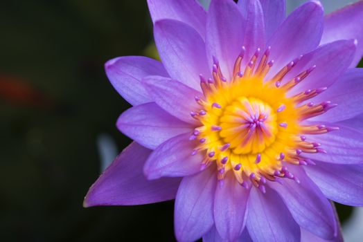 image of water lily or a lotus flower on the nature water