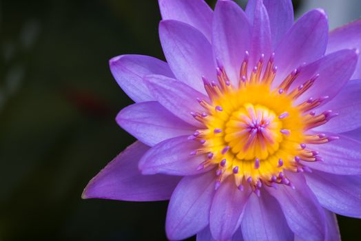 image of water lily or a lotus flower on the nature water