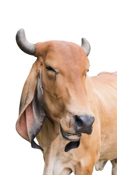 Asia old cow smile isolate on white background