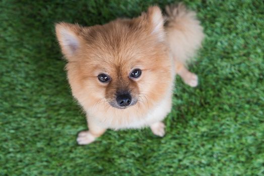 Pomeranian dog on green grass look me