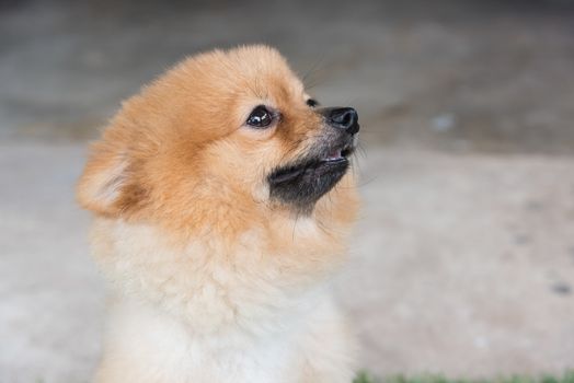 Pomeranian dog on green grass look me