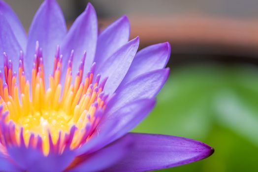 Beautiful lotus lily against in pond and green leaves