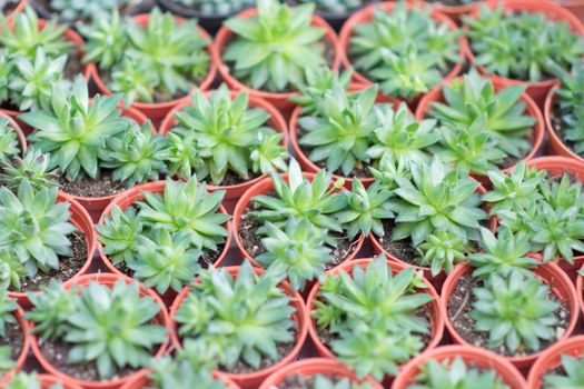 Arrangement miniature green succulent plants top view