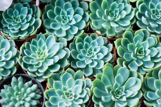 Arrangement miniature green succulent plants top view