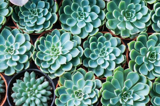 Arrangement miniature green succulent plants top view