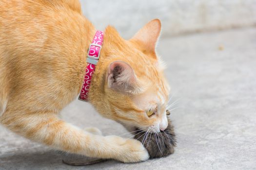 orange cat and hunting rat for survive