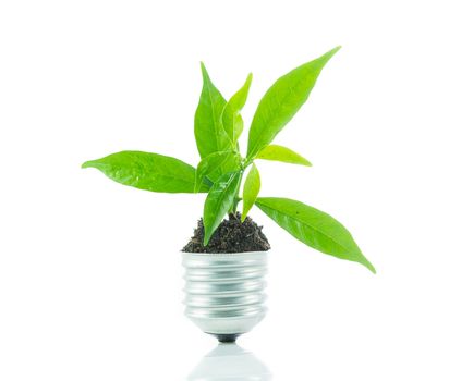 Green plant new life on lamp out of a bulb, green energy concept on over white background