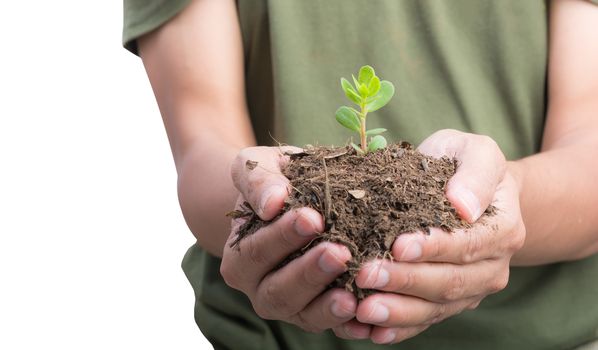 sapling in front hands isolate on white background