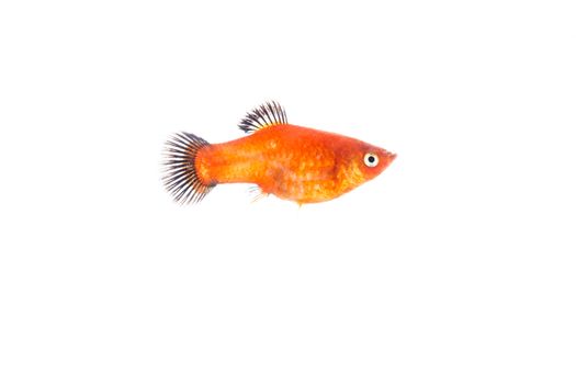 gold fish isolated on over white background