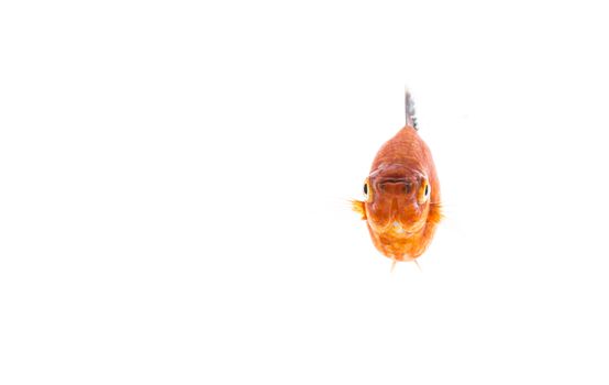 gold fish isolated on over white background