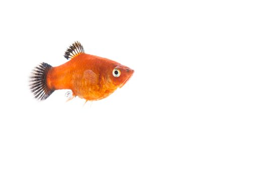 gold fish isolated on over white background