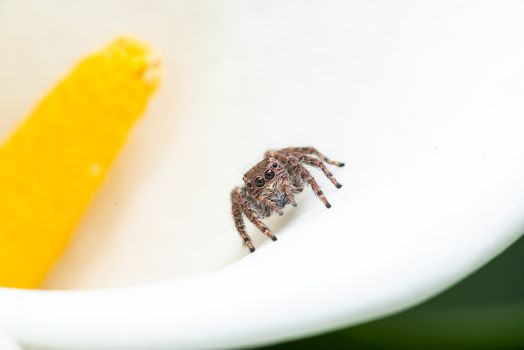 Macro shot of a jumping spider on a white Calla Lily flower
