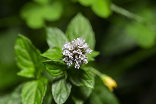 macro shot of white mint flower in a garden