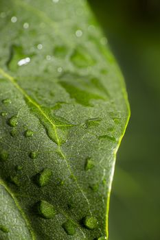 close up of drop of water on a green leaf