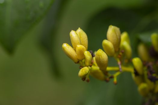 Close up of lilac seed on a branch