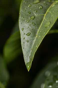 close up of drop of water about to drop from a green leaf