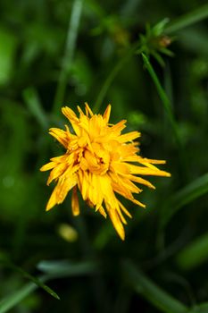 macro shot of a yellow wild flower opening it’s petal