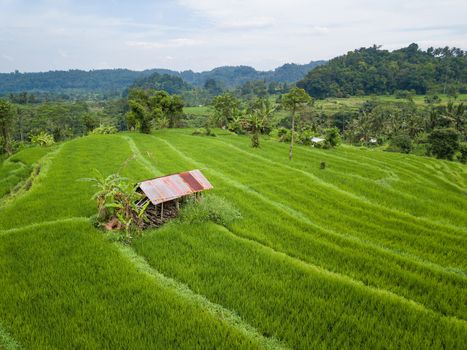 Small hut with rusty tin roof in the middle of paddy fields aerial view, in Bali, Indonesia