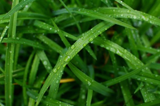 Deep green daylily leaves in a garden, covered in rain droplets after heavy rainfall, in selective focus