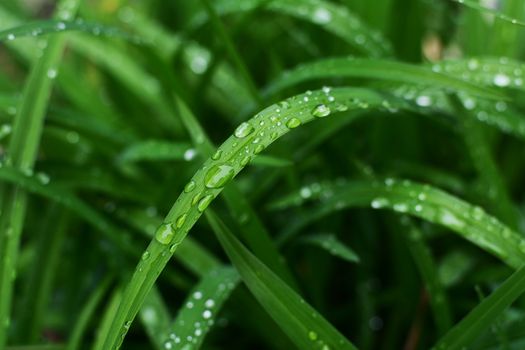 Large rain droplets in selective focus on a long daylily leaf, above deep green wet foliage 