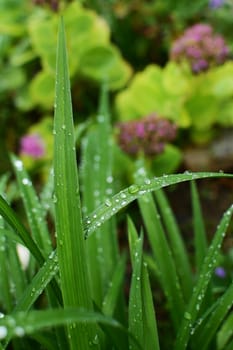 Long blades of daylily leaves covered in water droplets after rain, in selective focus against a lush flower bed