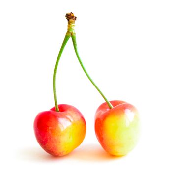 Two Rainer cherries joined with stem isolated on white background. Fresh picked organic cherries grown in Yakima Valley, Washington State, USA.