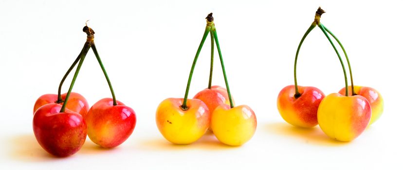 A row of three groups Rainer cherries joined stem isolated on white background. Fresh picked organic cherries grown in Yakima Valley, Washington State, USA.