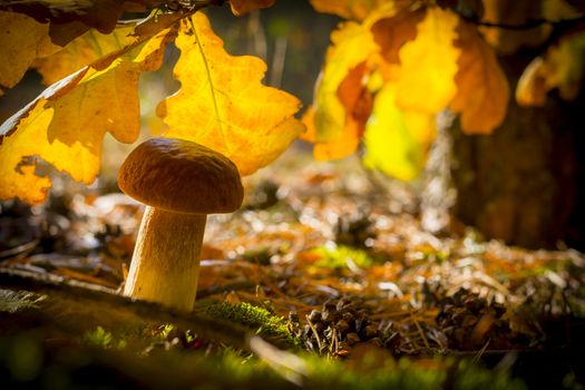 Cep mushroom in autumn leaves. Autumn mushrooms grow in forest. Natural raw food growing. Vegetarian natural organic meal