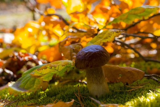 Porcini mushroom in autumn leaves. Autumn mushrooms grow in forest. Natural raw food growing. Vegetarian natural organic meal