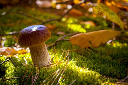 Cep mushroom in autumn leaves. Autumn mushrooms grow in forest. Natural raw food growing. Vegetarian natural organic meal