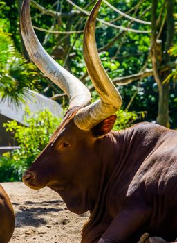 closeup of the face of a ankole watusi, cow head with large horns, popular breed from America