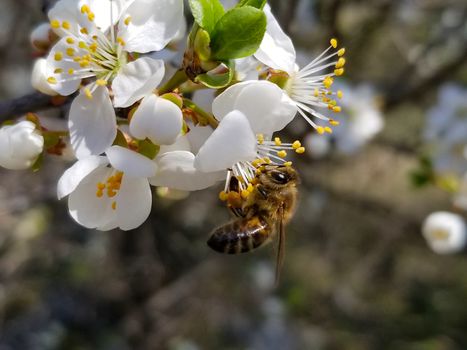 bee collects nectar on the flowers of white blooming apple. Anthophila, Apis mellifera. Close up
