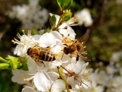 two bees collects nectar on the flowers of white blooming apple. Anthophila, Apis mellifera. Close up