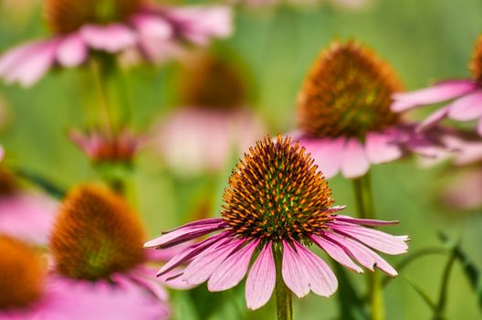 Moody close up shot of echinacea purpurea aka purple coneflowers with colorful blurred background