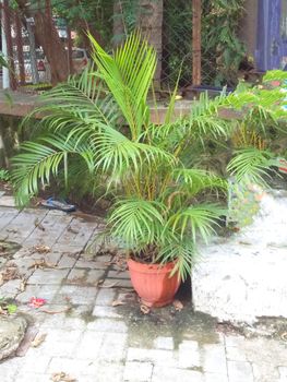 a flowerpot with a plant