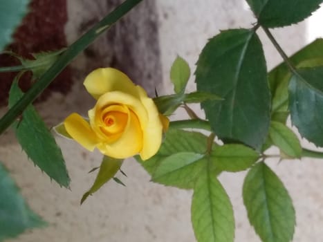 a rose in a flower pot