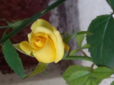 yellow rose in a garden