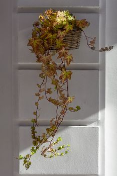Basket with flowers hanging on a wall white light. A basket inside with small plants. White wall background