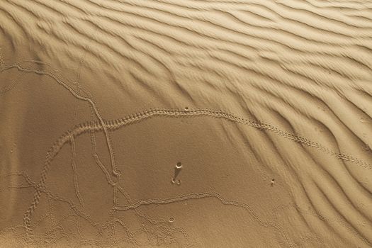 footprint of an insect or animal on desert sand texture