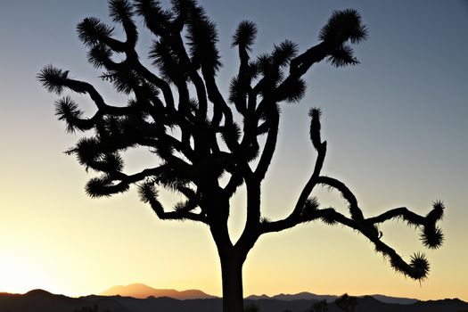 California Sunset with Silhouette Joshua tree. National Park
