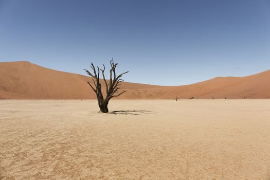 Namibia namib desert deadvlei. desert with dead tree