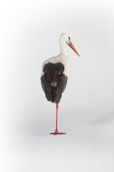 Stork on one leg on a white background