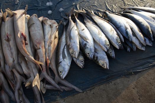 Fresh tropical fish in the market,with background the fishing port, Asia