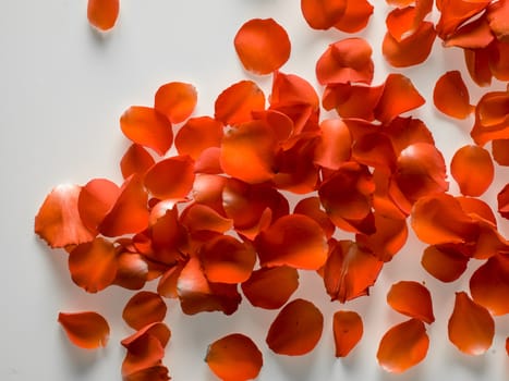 Flowers petals frame pattern of red roses and hearts on a white background. Valentine's day concept. top view.  - Image