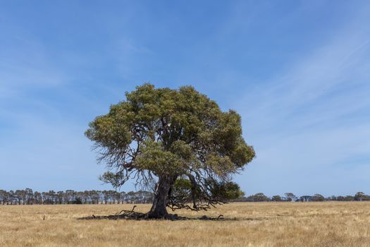 Grampians Victoria - Tree in dry paddock, Australia - Image